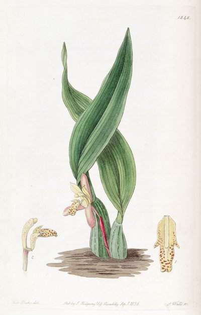 Maxillaria rufescens door Miss Drake